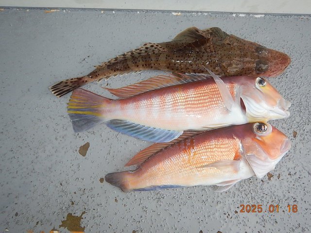 アマダイ(アカアマダイ)・マゴチ