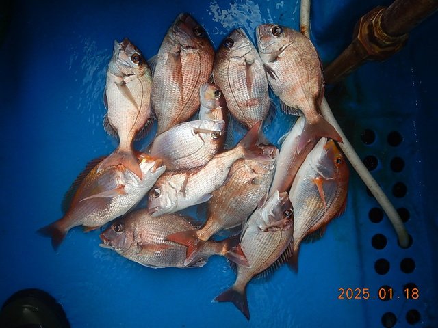 マダイ・レンコダイ(キダイ)・ハナダイ(チダイ)