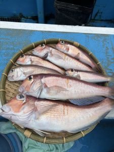 アマダイ(アカアマダイ)