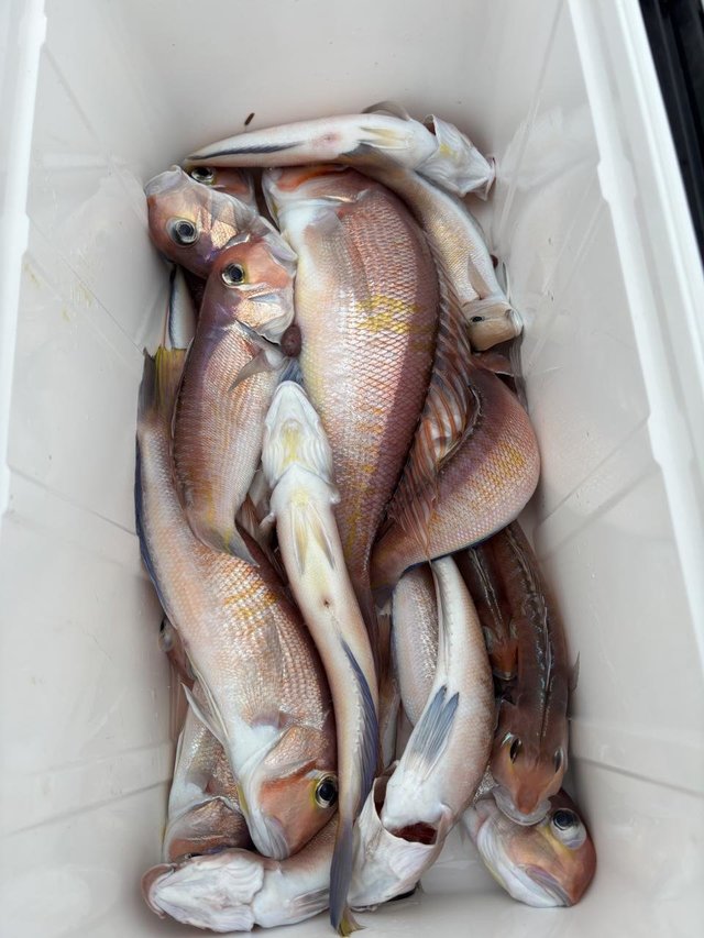 マダイ・アマダイ(アカアマダイ)