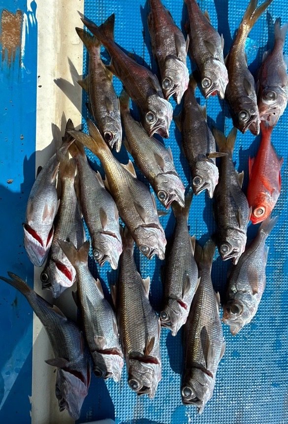 クロムツ・キンメダイ