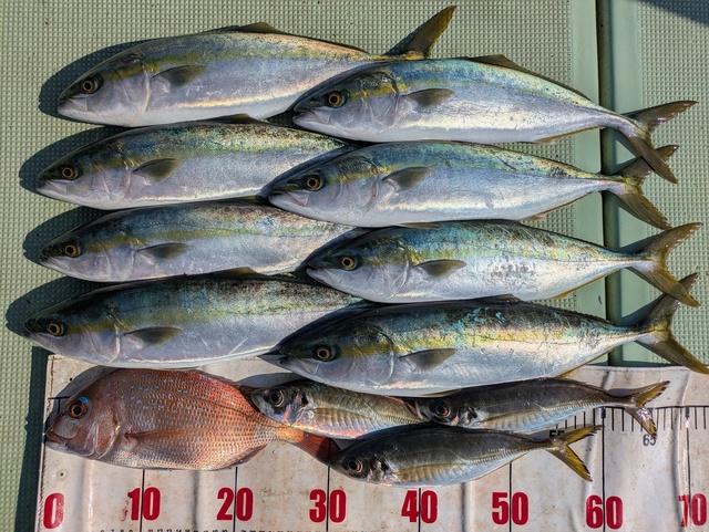 タイ(マダイ)・ハマチ(ブリ)