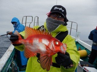 カンコ(ウッカリカサゴ)