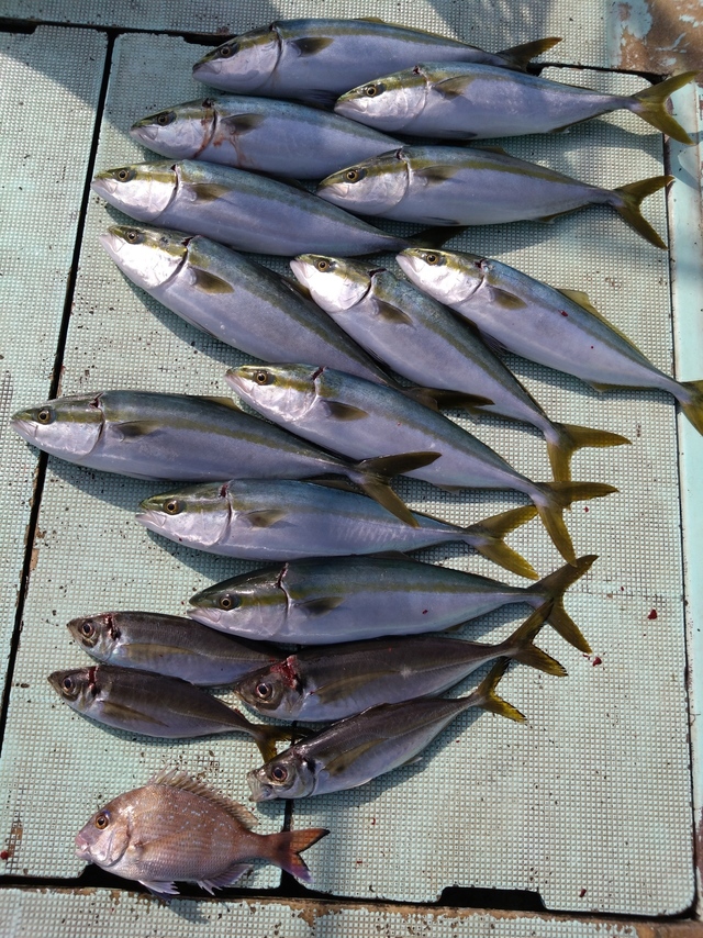 アジ(マアジ)・ハマチ(ブリ)