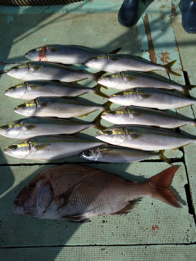 タイ(マダイ)・ハマチ(ブリ)・サバ(マサバ)