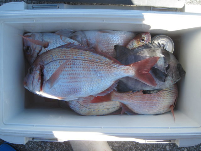 ハナダイ(チダイ)