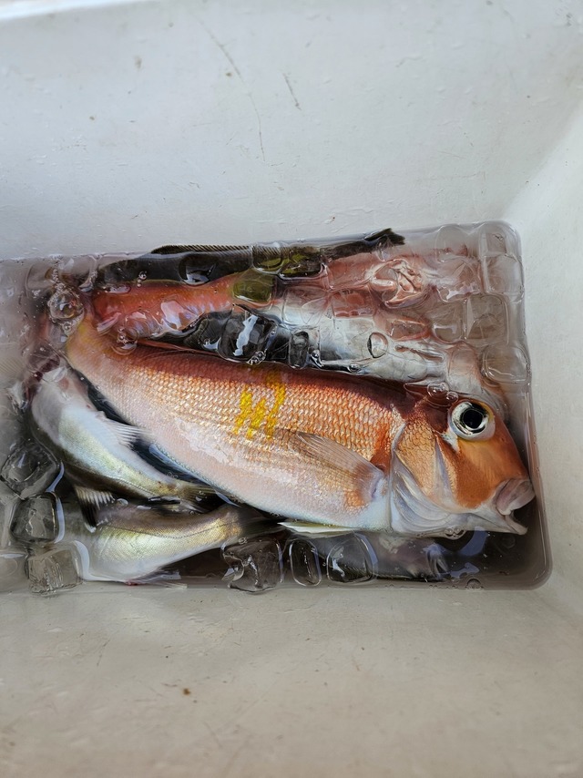 アマダイ(アカアマダイ)