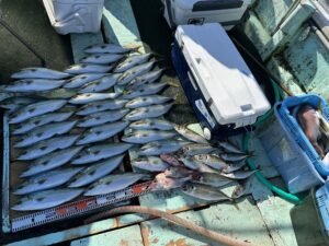 マダイ・マアジ・ハマチ(ブリ)