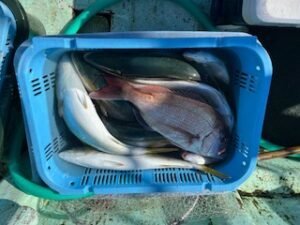 マダイ・マアジ・ハマチ(ブリ)