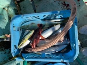 マダイ・マアジ・ハマチ(ブリ)