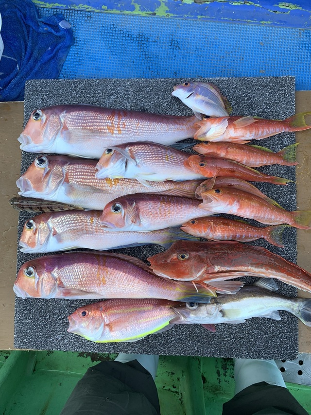 アマダイ(アカアマダイ)