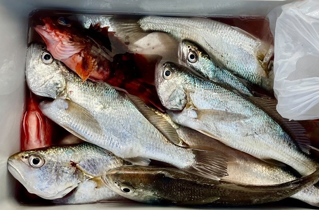 イシモチ(シログチ)