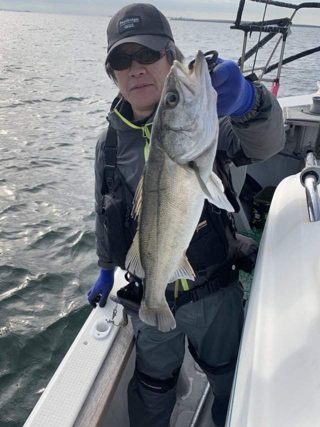 シーバス(スズキ)