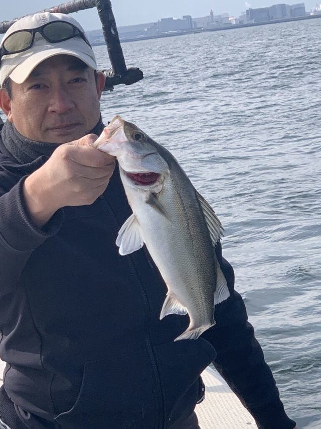 シーバス(スズキ)