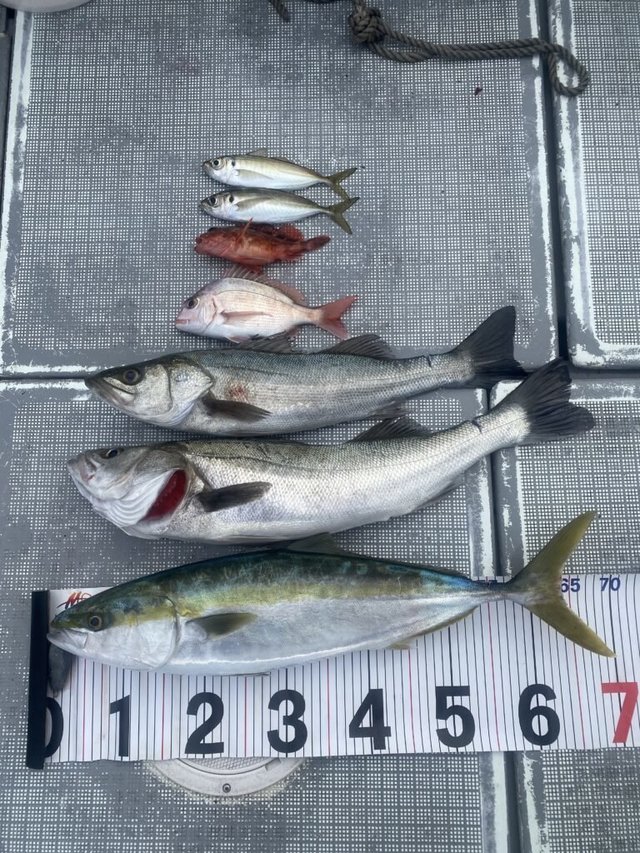 マダイ・シーバス(スズキ)・アジ(マアジ)・メジロ(ブリ)・ガシラ(カサゴ)