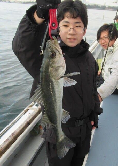 シーバス(スズキ)