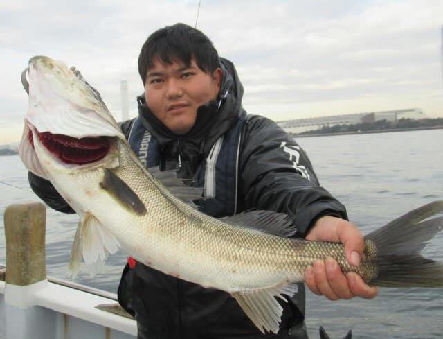 シーバス(スズキ)