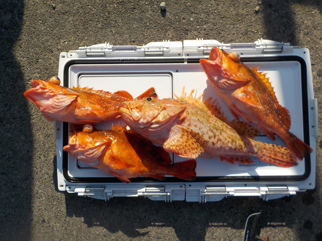 オニカサゴ・カンコ(ウッカリカサゴ)