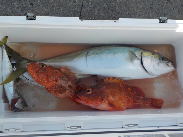 ワラサ(ブリ)・オニカサゴ・カンコ(ウッカリカサゴ)