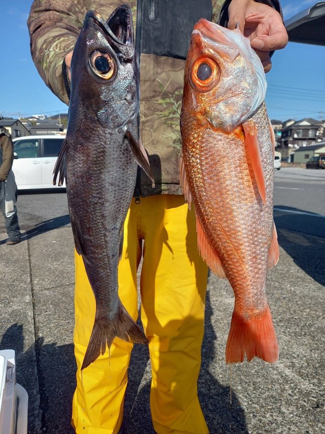 クロムツ・アカムツ