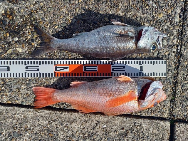 クロムツ・アカムツ