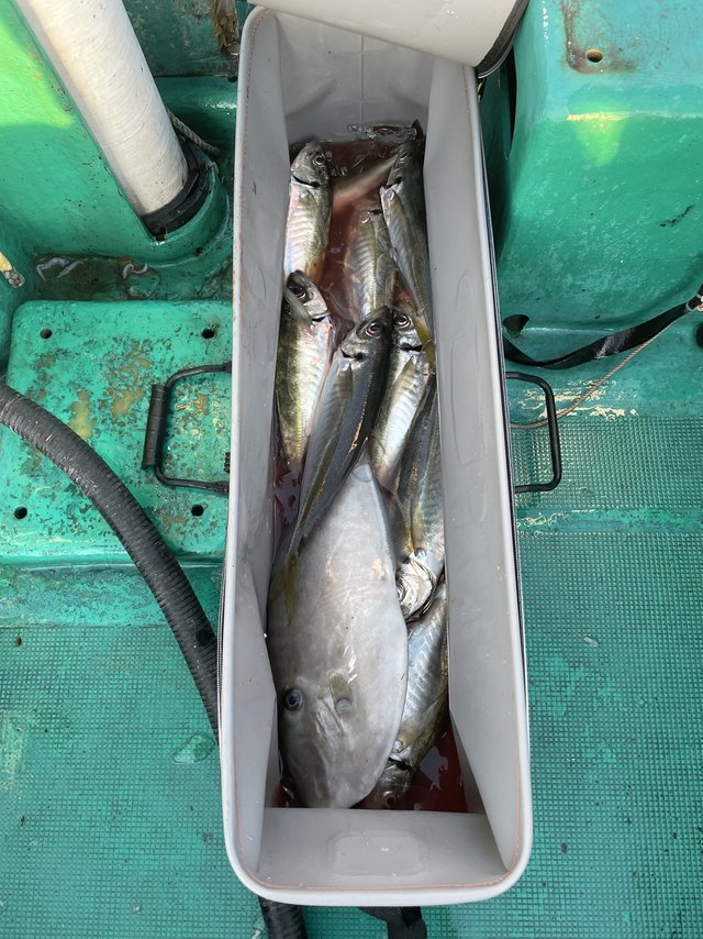 アジ(マアジ)・ウスバハギ