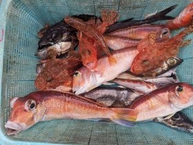 アマダイ(アカアマダイ)・オニカサゴ