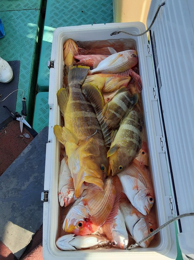 レンコ(キダイ)・アオナ(アオハタ)