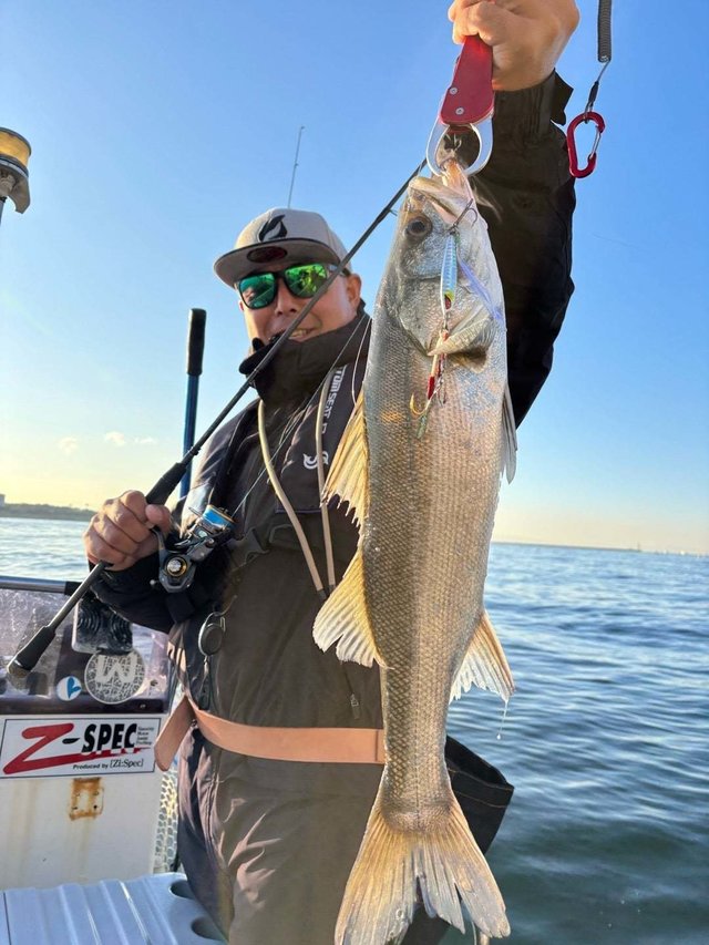 シーバス(スズキ)