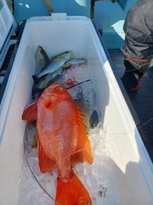 チカメキントキ