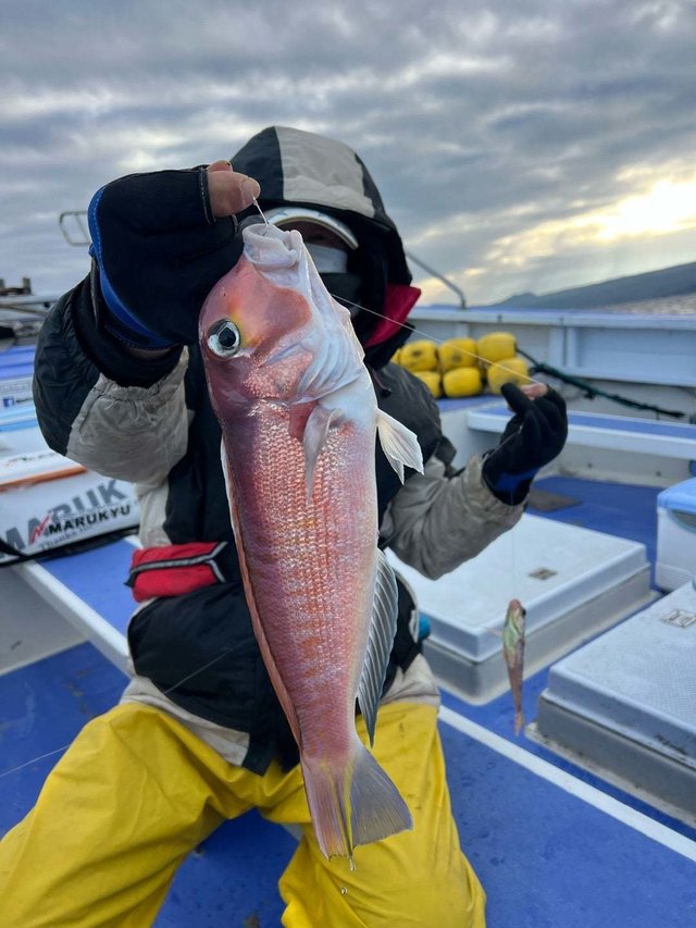 アマダイ(アカアマダイ)