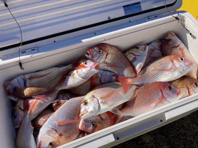 ハナダイ(チダイ)