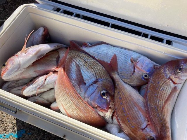 ハナダイ(チダイ)