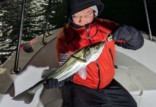 シーバス(スズキ)