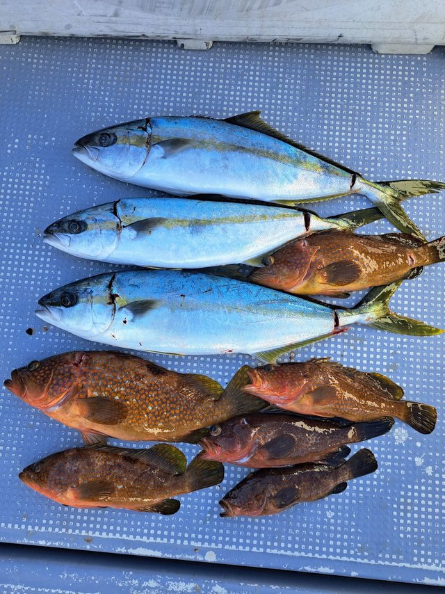 キジハタ・マサ(ヒラマサ)