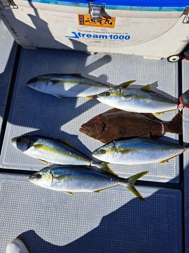 ヒラマサ・ヒラメ