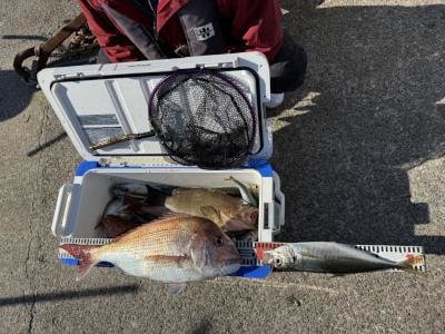 マダイ・マアジ