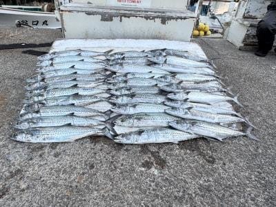 サゴシ(サワラ)