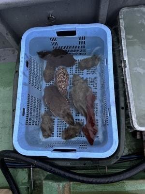 スミイカ(コウイカ)