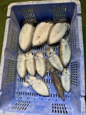 スミイカ(コウイカ)