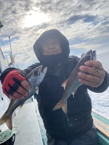 クロシビカマス