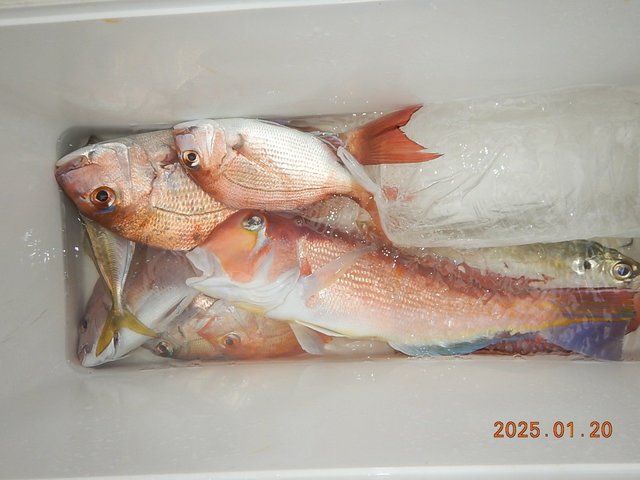 マダイ・アジ(マアジ)・アマダイ(アカアマダイ)