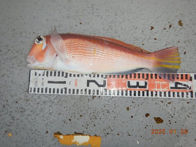 アマダイ(アカアマダイ)