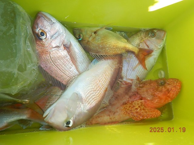 マダイ・レンコダイ(キダイ)・アマダイ(アカアマダイ)・カサゴ