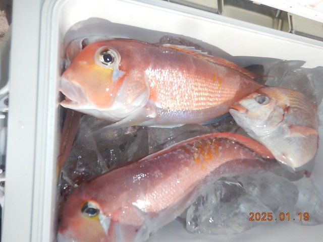 マダイ・アマダイ(アカアマダイ)