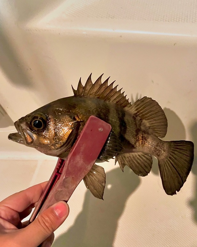 クロメバル(メバル)