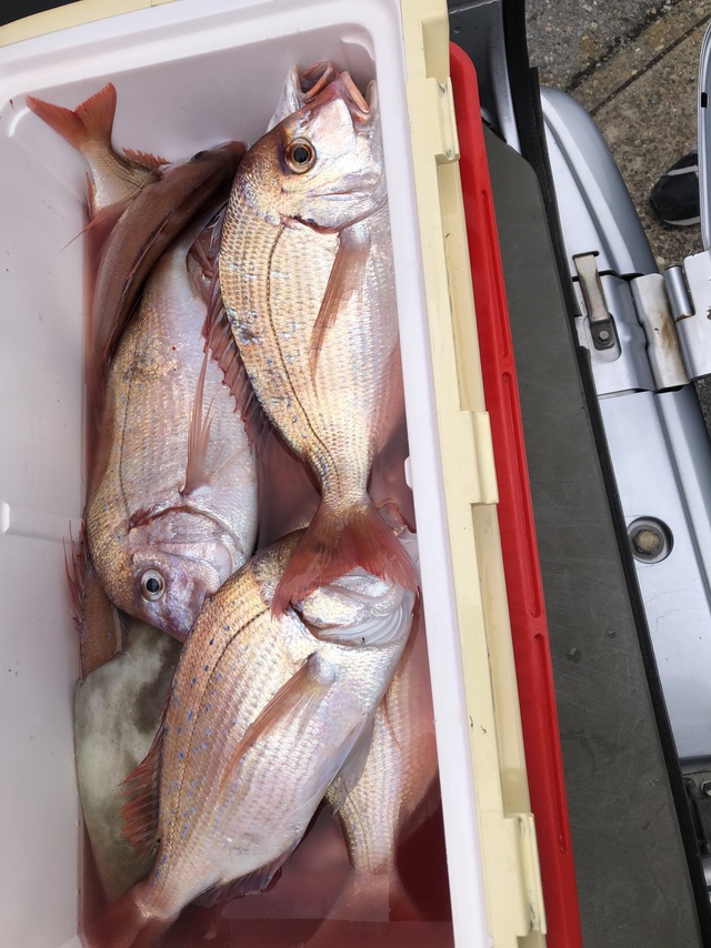 ハナダイ(チダイ)