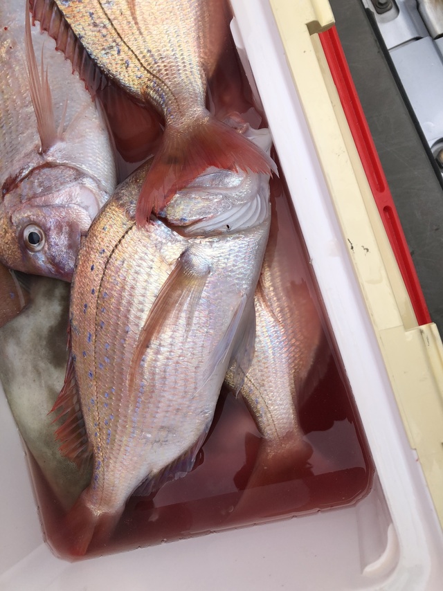 ハナダイ(チダイ)