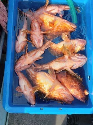 タカバ(アオハタ)・アラカブ(カサゴ)