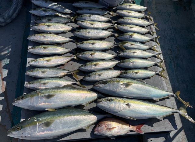 マダイ・ブリ・ハマチ(ブリ)